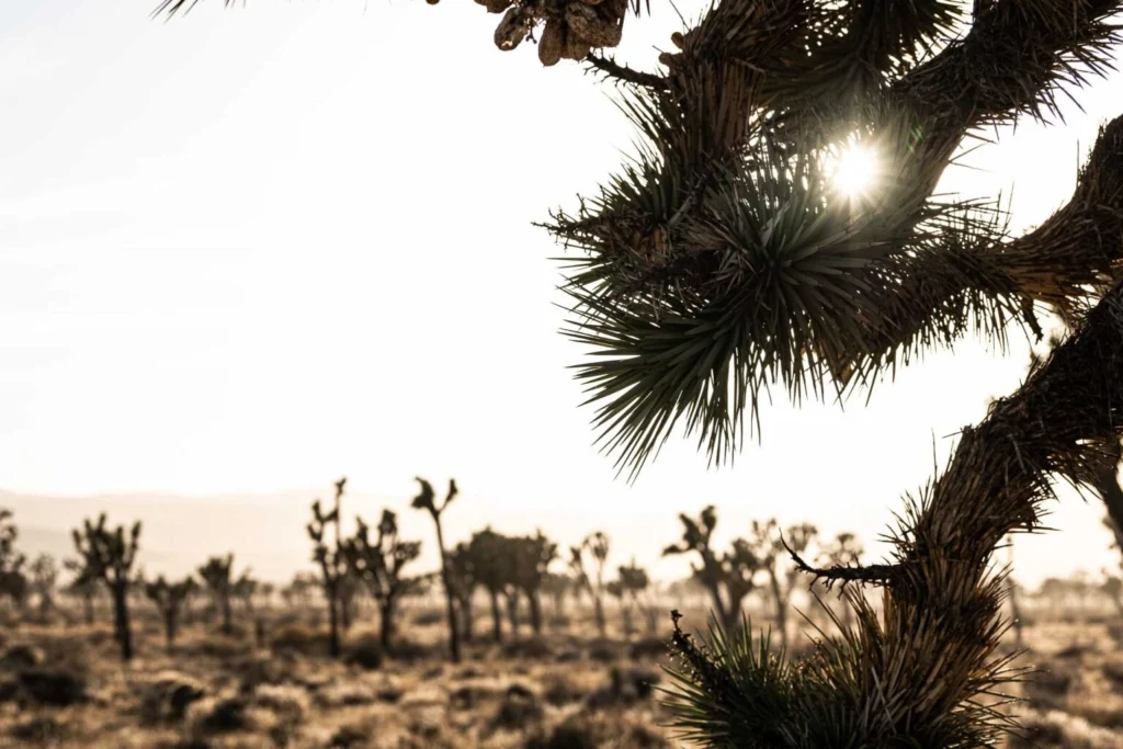 The sun dips low at Joshua Tree National Park, October 2019