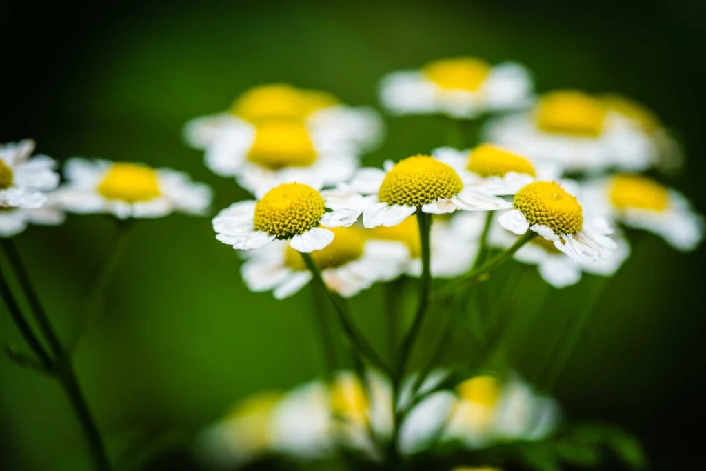 Flowers after the rain