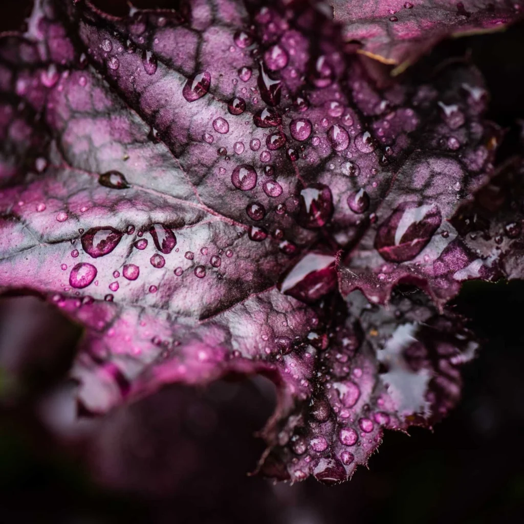 After the rain