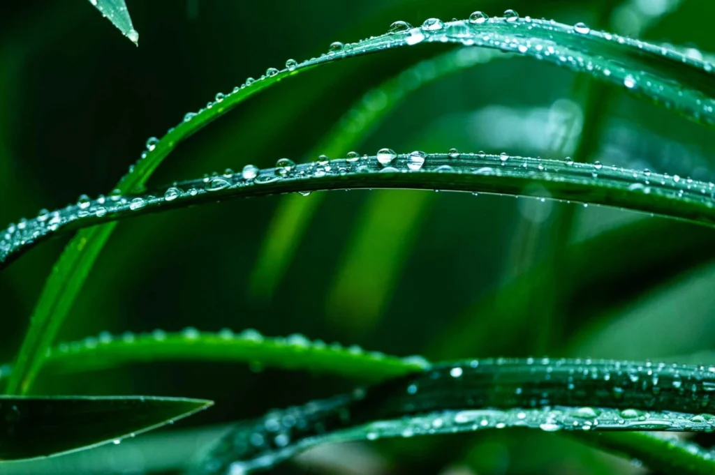 After the Rain, River Forest