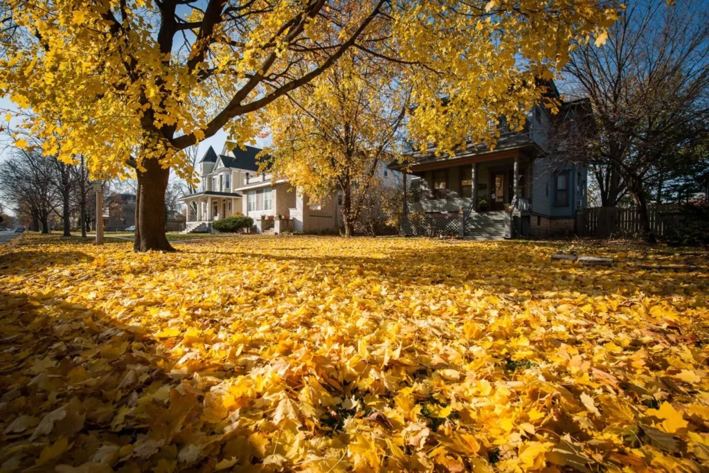 Chez Baldy in all it’s autumn splendor