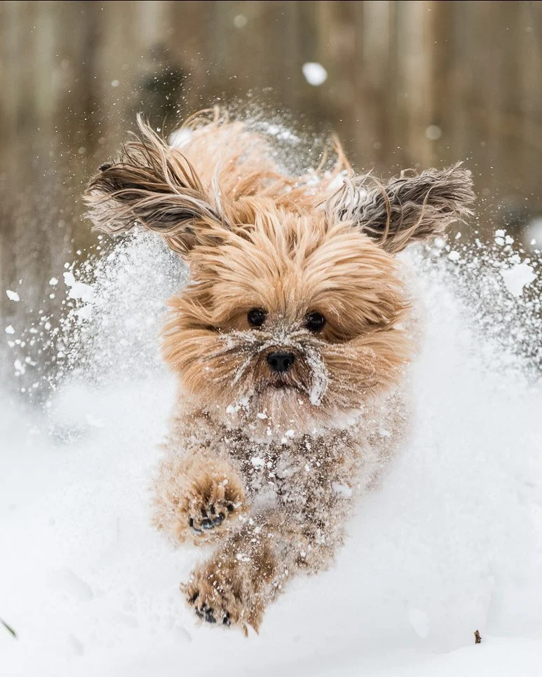 Chester through the snow. He did love the white stuff.