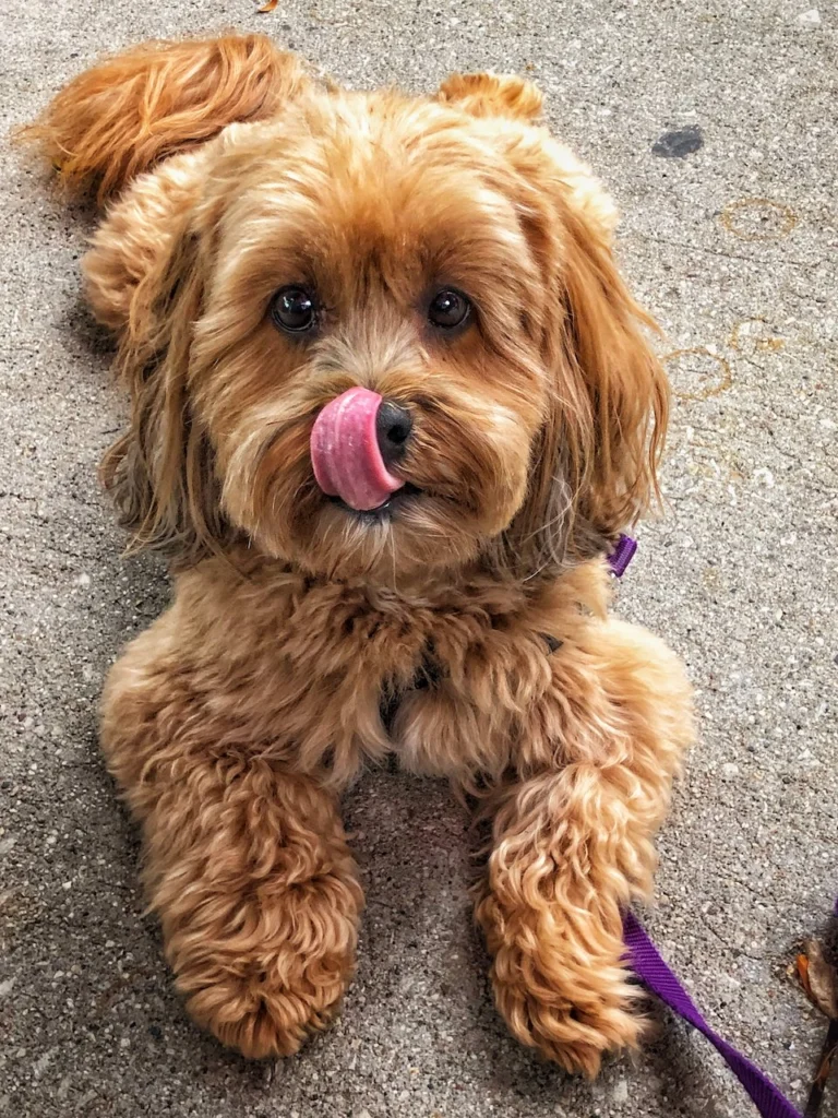 Chester licking his nose