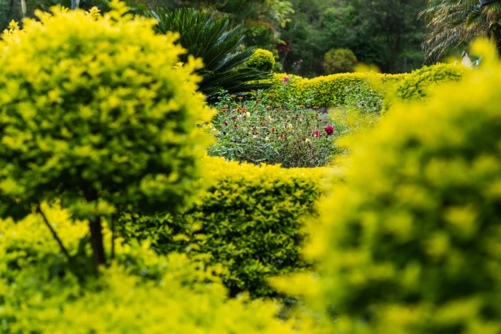 The grounds