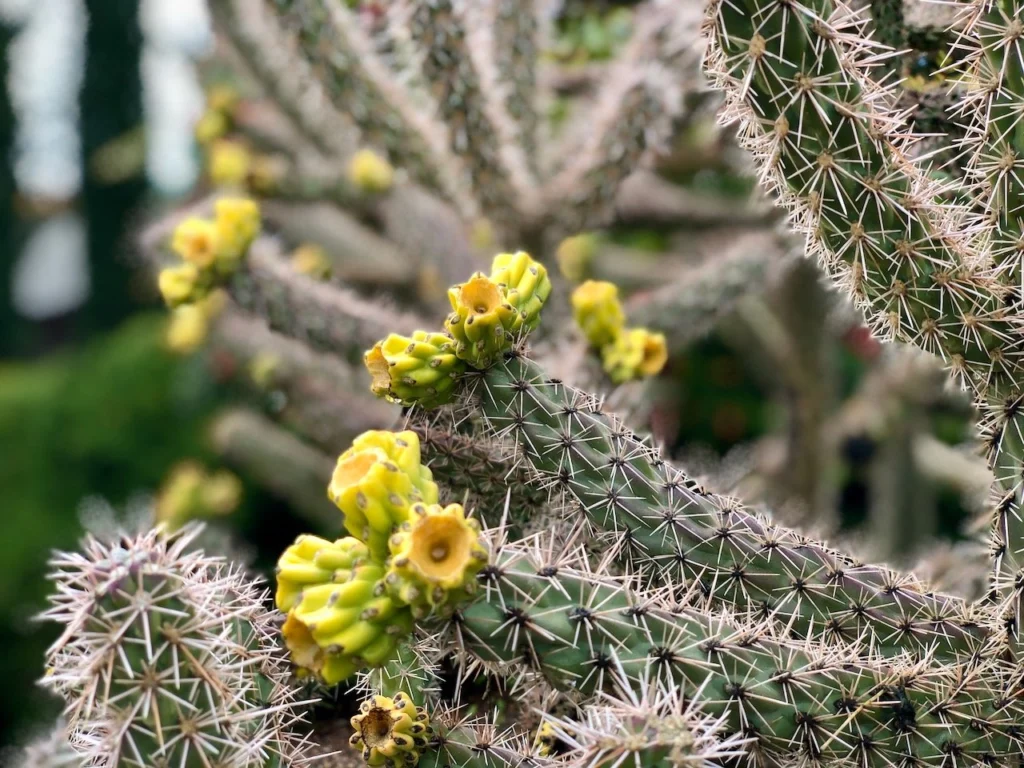 Cactus found while walking